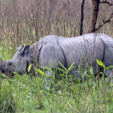 Afbeelding voor Kaziranga National Park - India