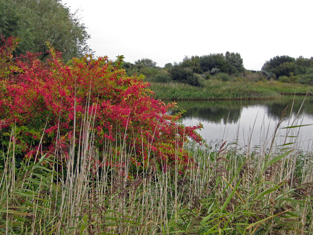 Lauwersmeer natuur