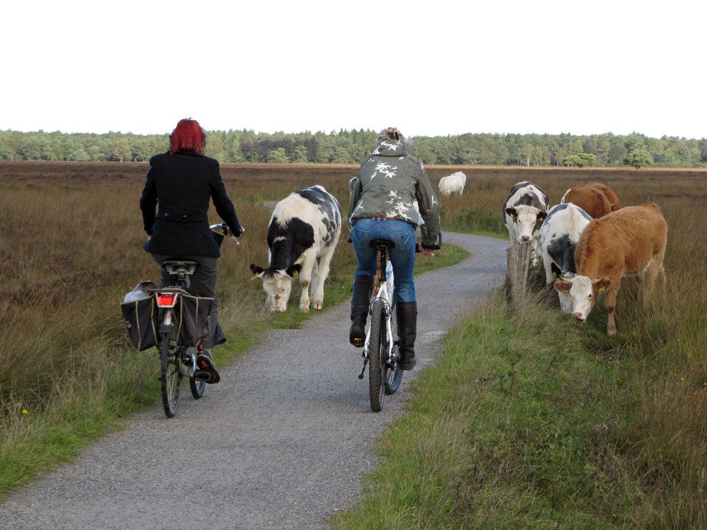 Fietsen Dwingelderveld