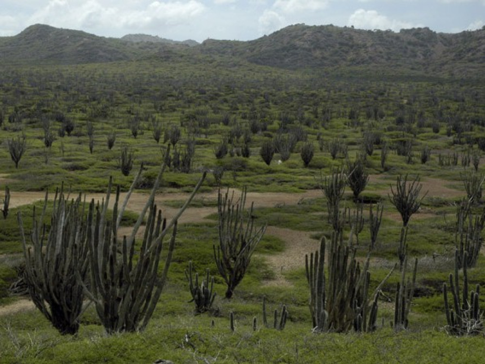 Cactussen Washington Slagbaai NP