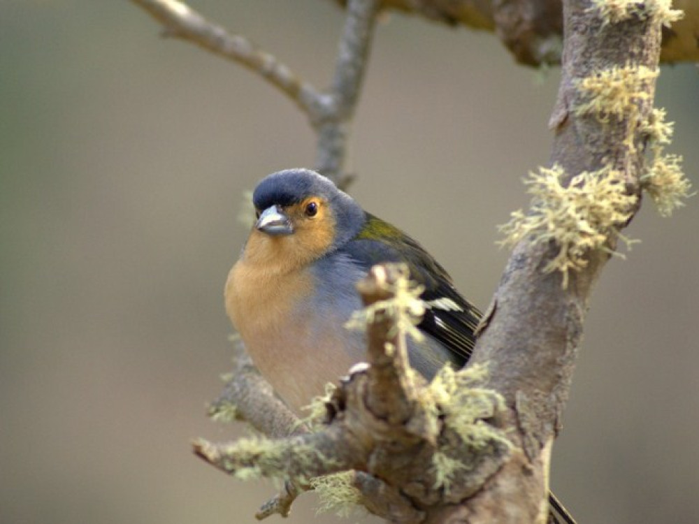 Madeira vink