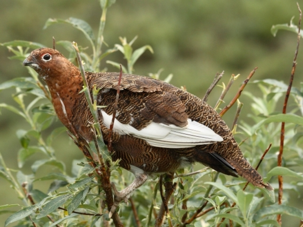 Willow Ptarmigan