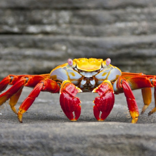 Afbeelding voor Galapagoseilanden