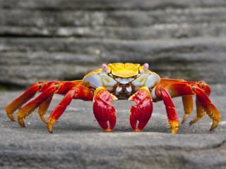 Afbeelding voor Galapagoseilanden