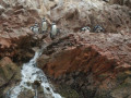 Pinguins