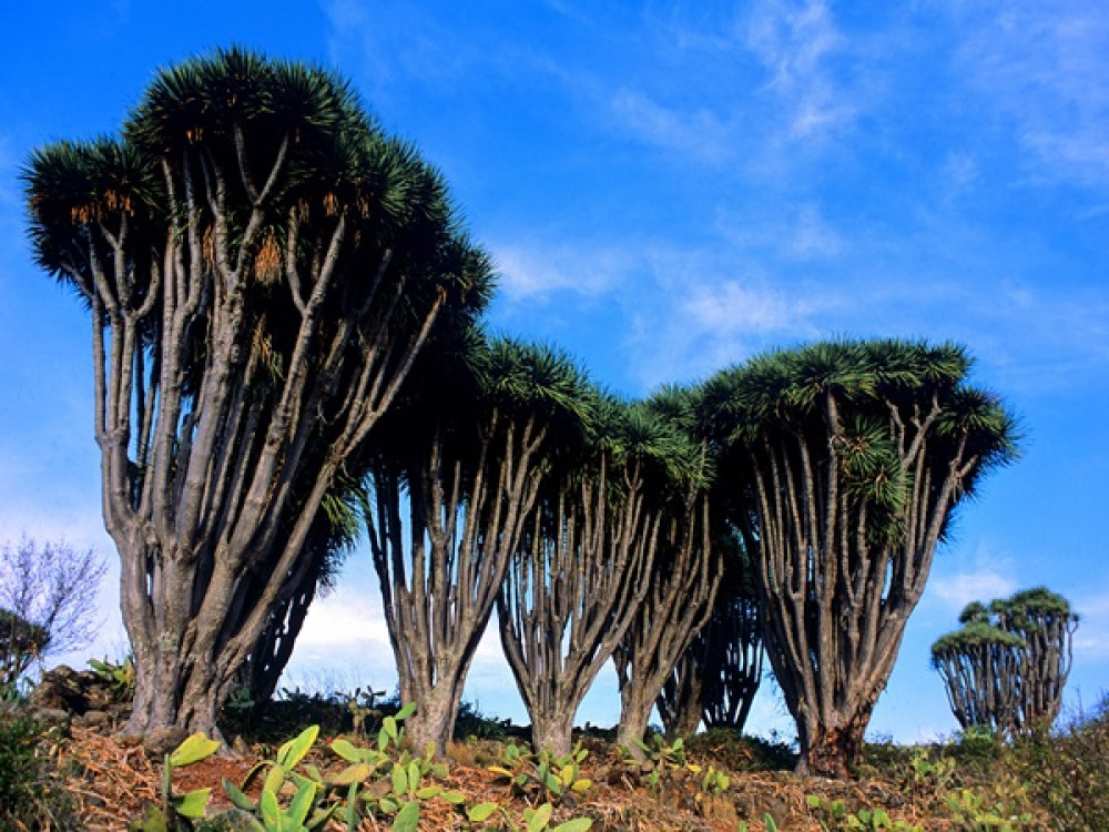 Drakenbomen La Palma