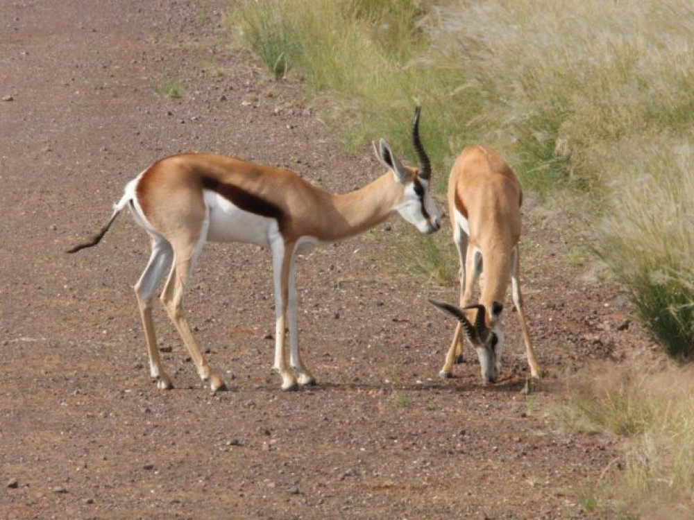 Springbok - Namibie