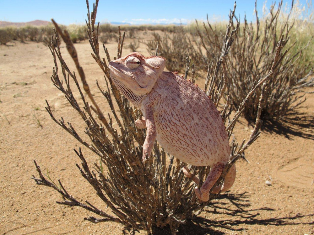 Kameleon Namibie