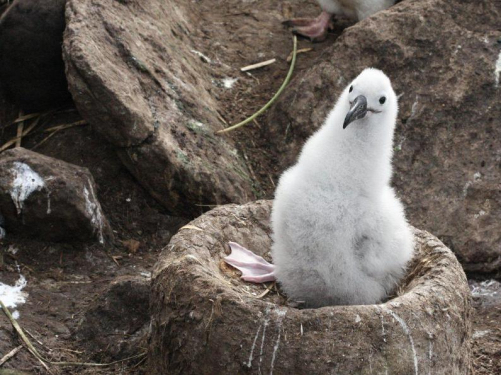 Wenkbrauw albatros, Falklands