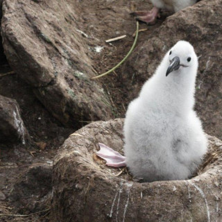 Afbeelding voor Falklands