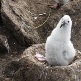 Afbeelding voor Falklands