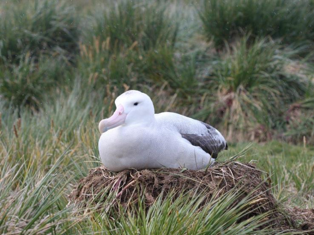 Reuzenalbatros