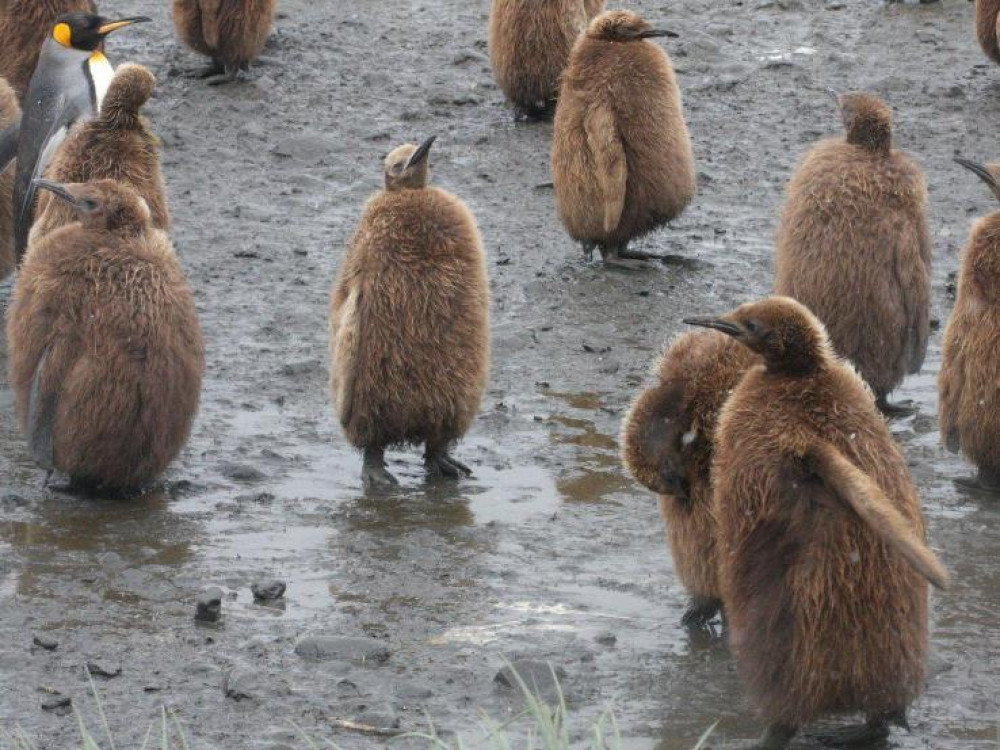 Koningspinguin