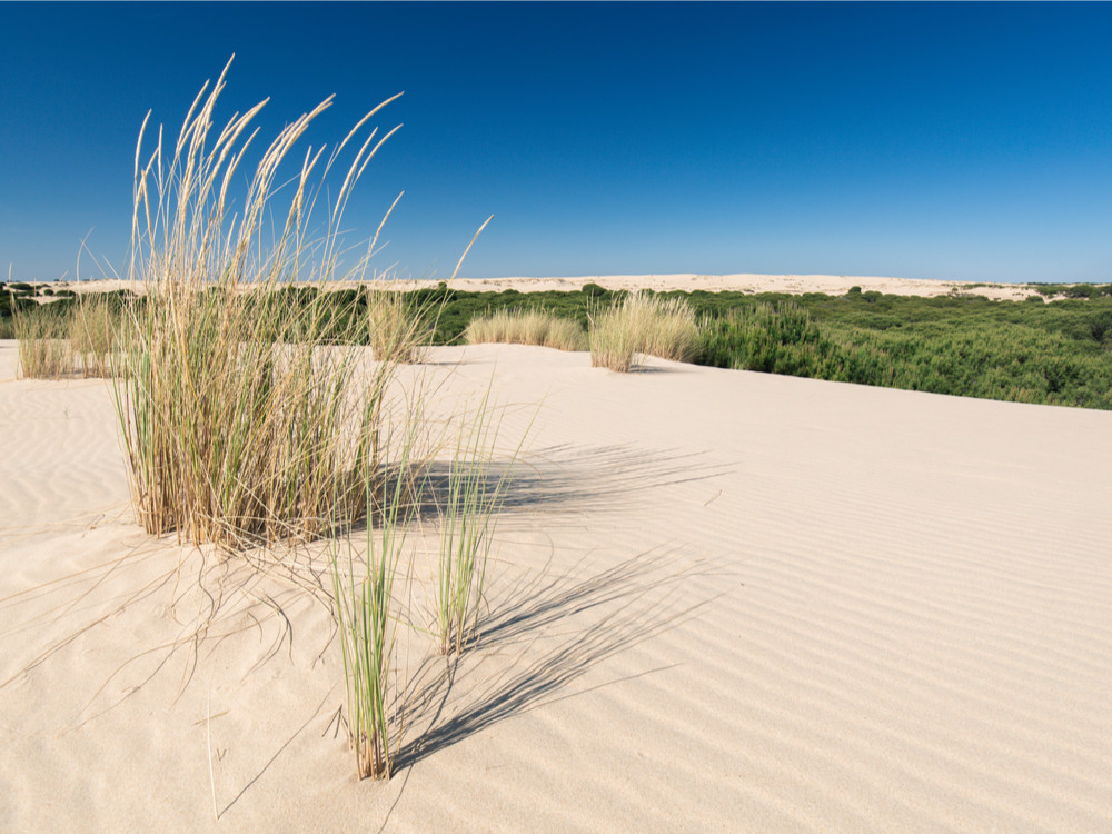 Donana NP Andalusië