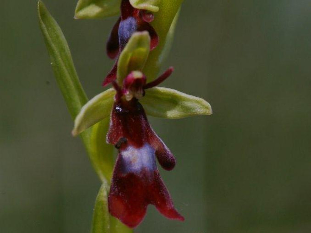 Vliegenorchis