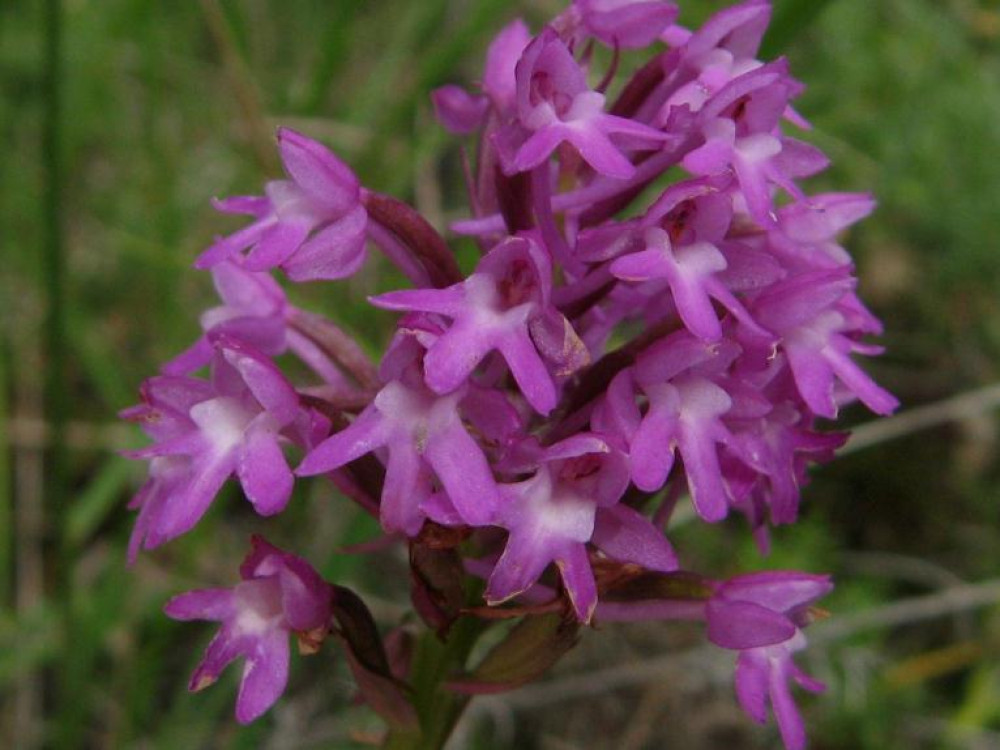 Pyramide Orchis