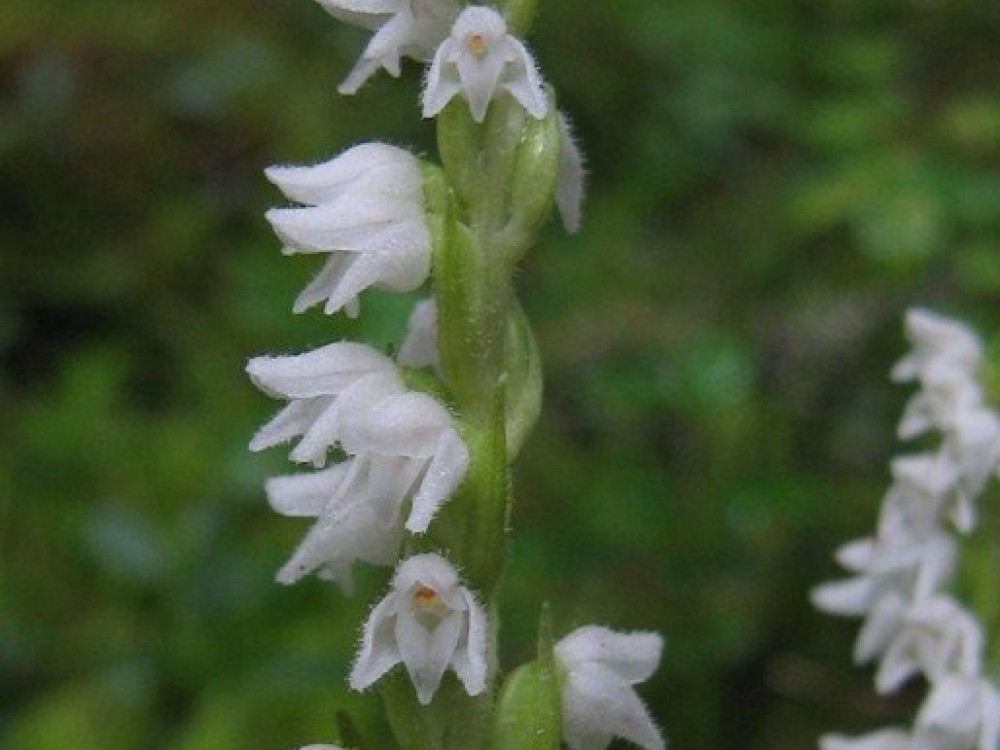 Dennenorchis