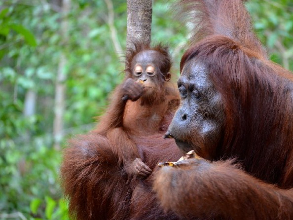 Tanjung Puting National Park