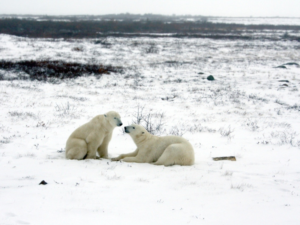 IJsberen Manitoba