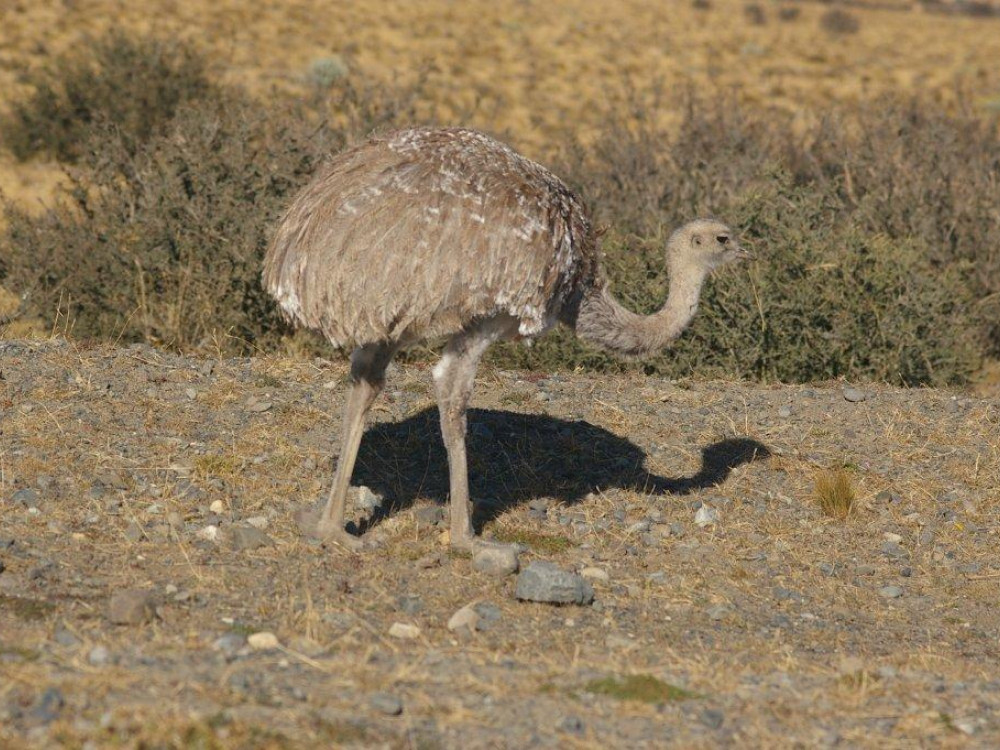 Kleine Rhea