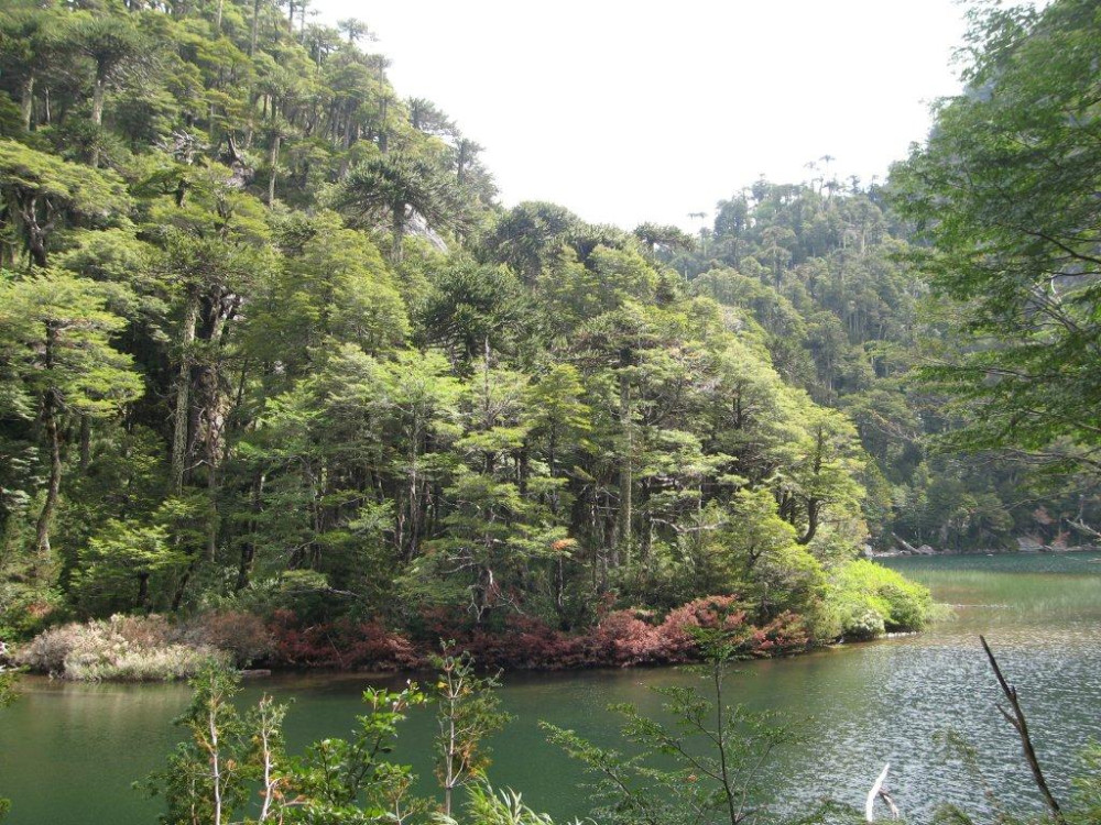 Huerquehue, Laguna el Torro