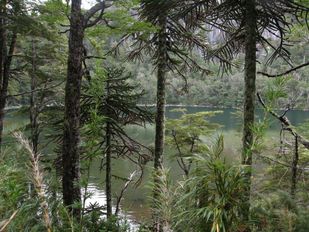 Slangendennen, prehistorische bomen