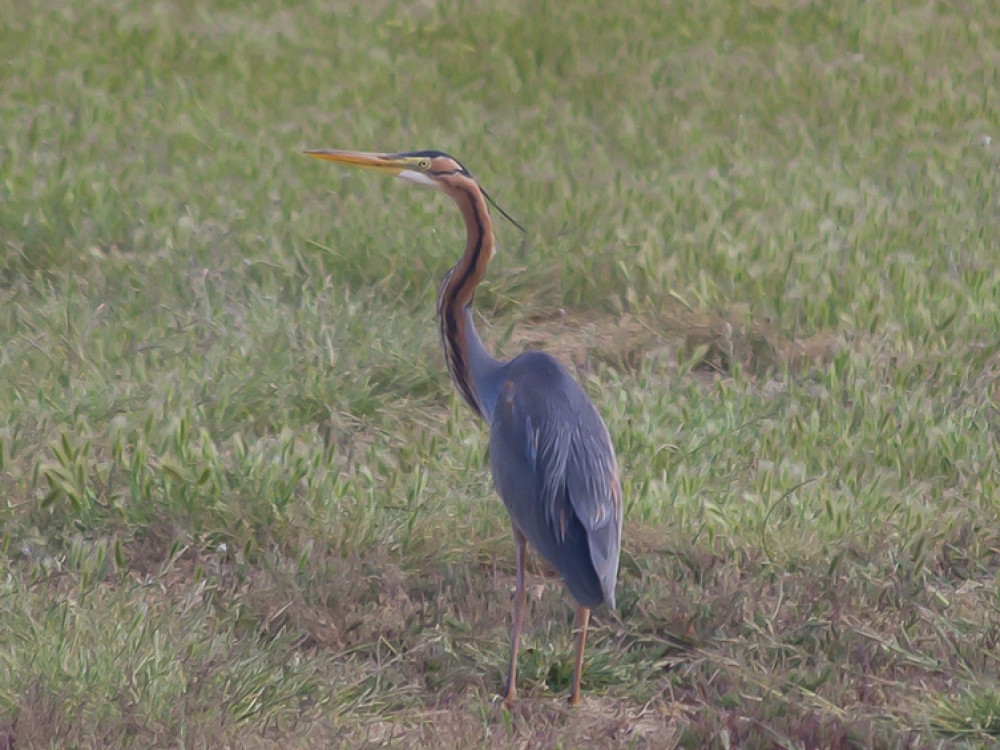 Purperreiger