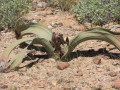 Welwitschia, levend fossiel