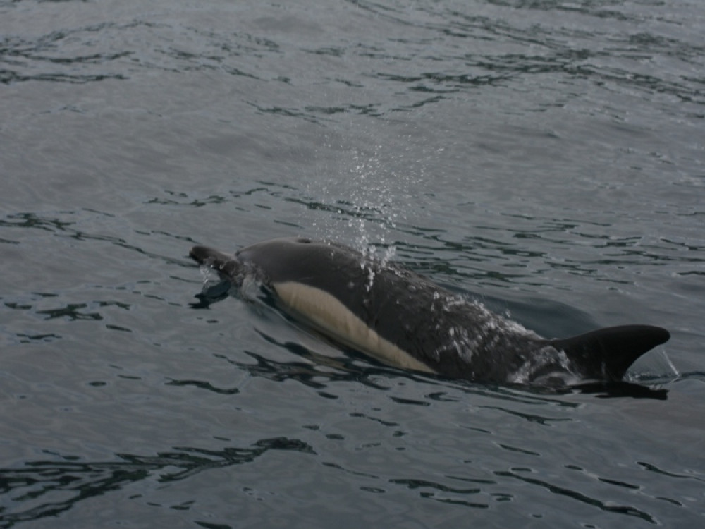 Dolfijnen Azoren (common dolphin)