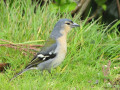 Vink