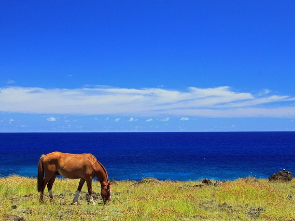 Pacific Horse