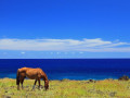 Pacific Horse