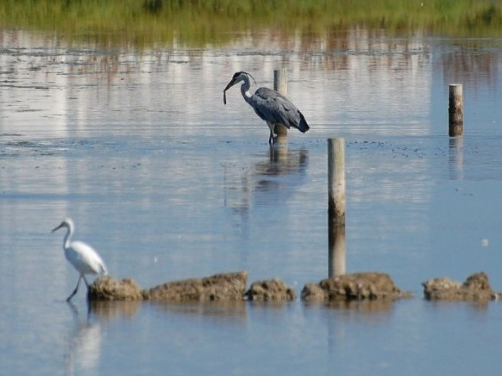 Albufera - Vogels op Mallorca