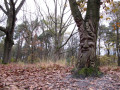 Leersumse Veld