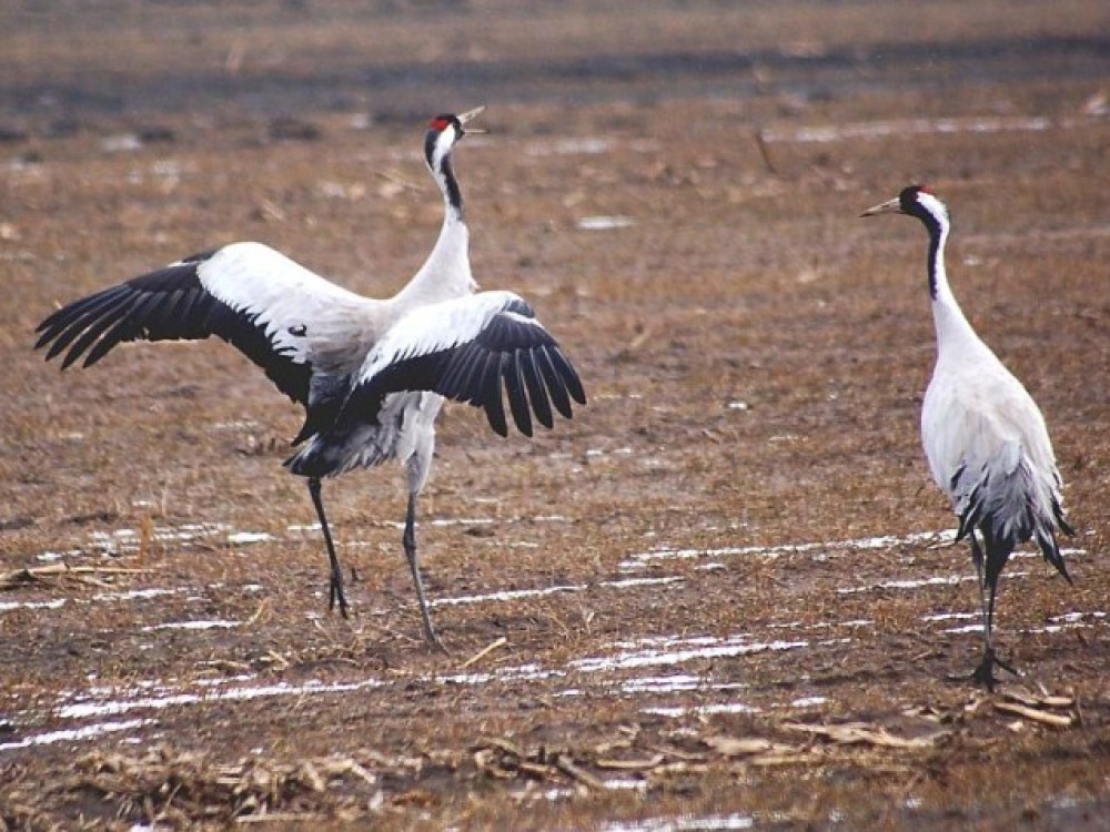 Elbedal vogels