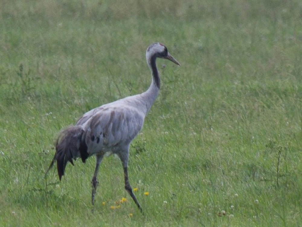 Kraanvogel