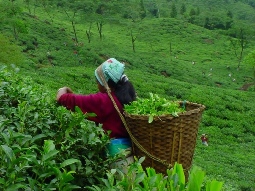 Darjeeling theeplantages