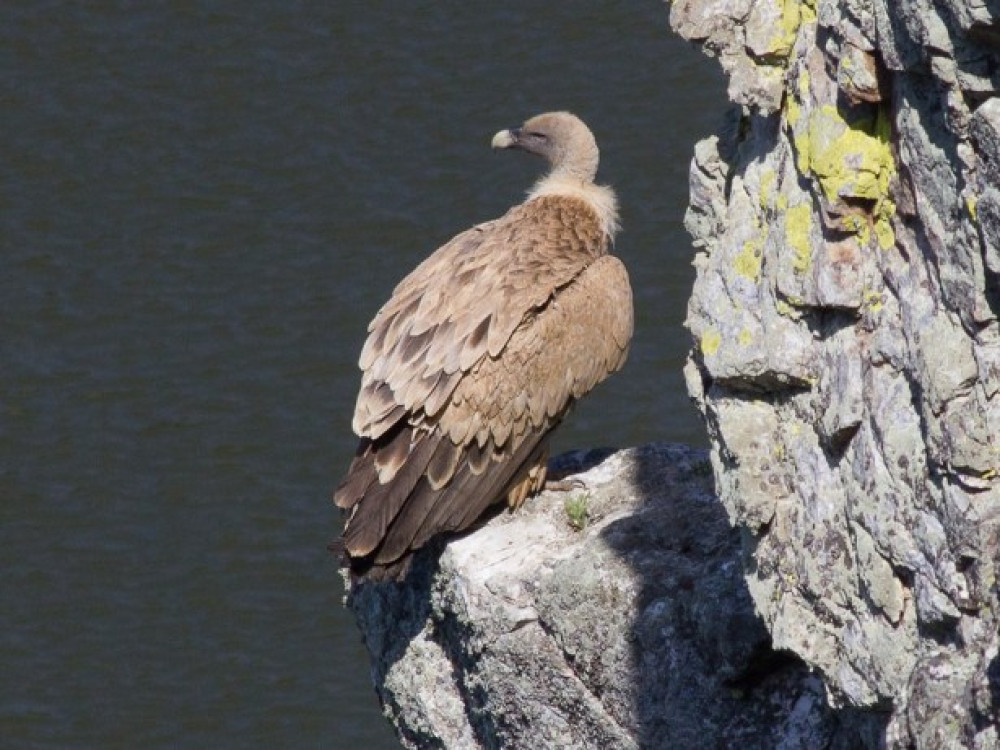 Extremadura vogels