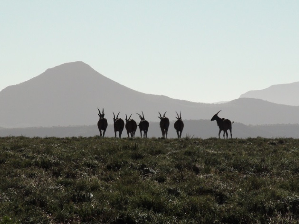 Natuur bij Graaff Reinet