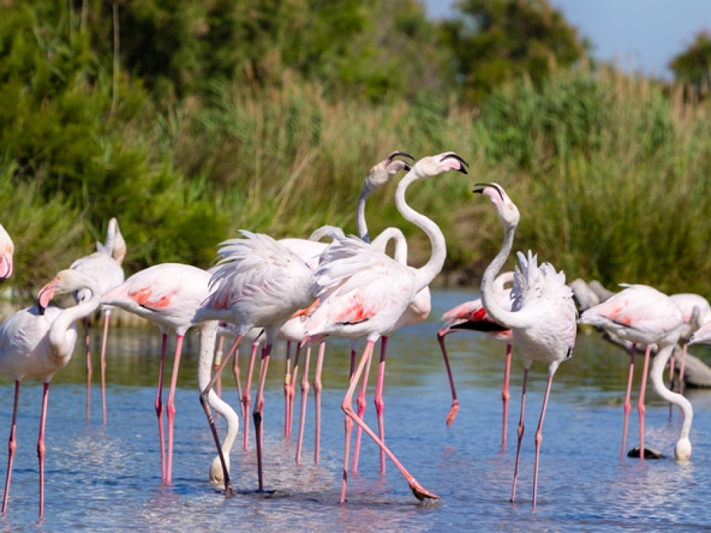 Natuur Côte d'Azur - Camargue