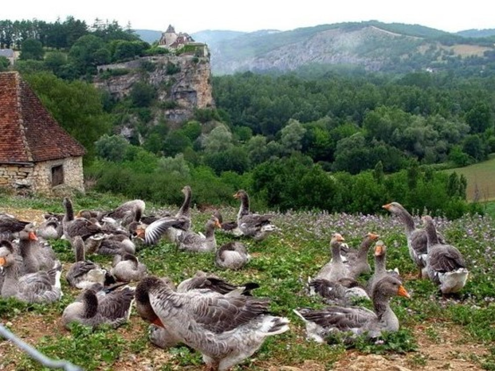 Ganzen in de Dordogne