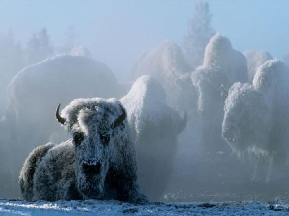 Winter in Yellowstone