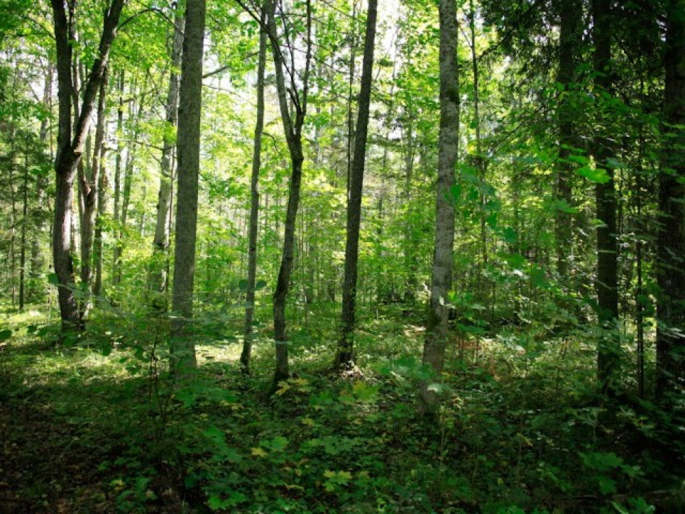 Wandelen in Kemeri, Letland