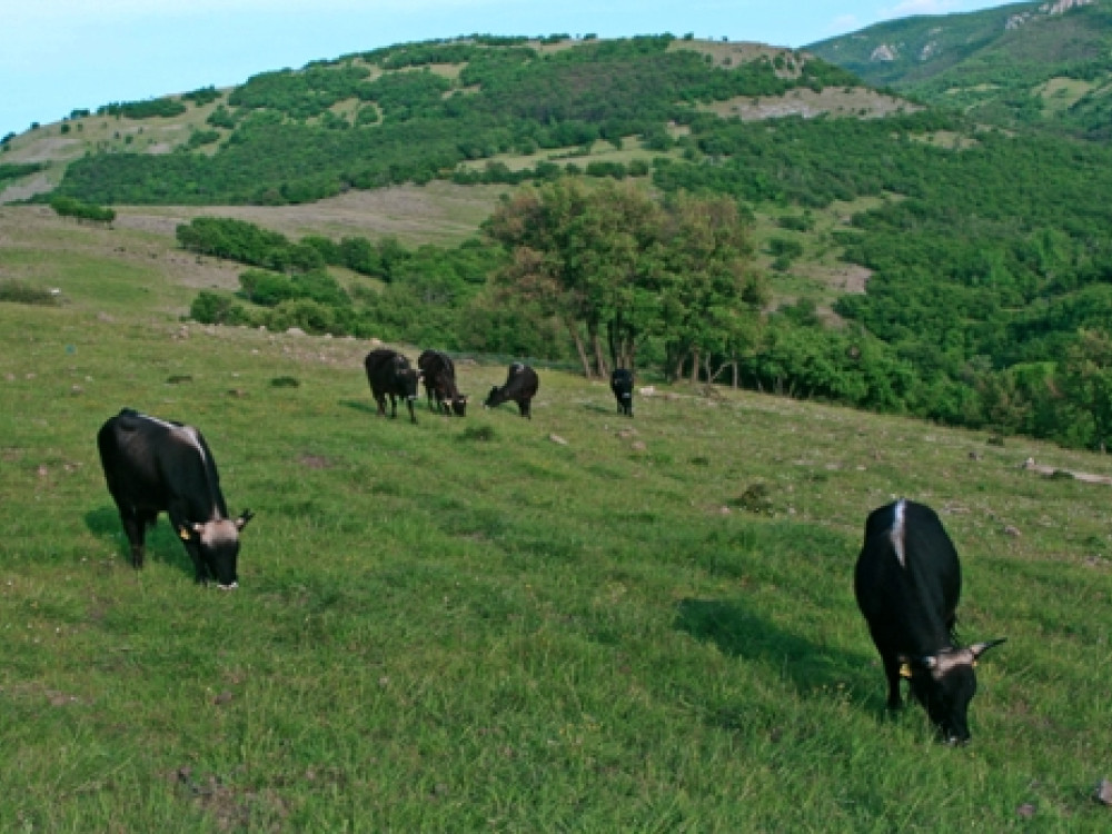 Grazers in de Rodopen