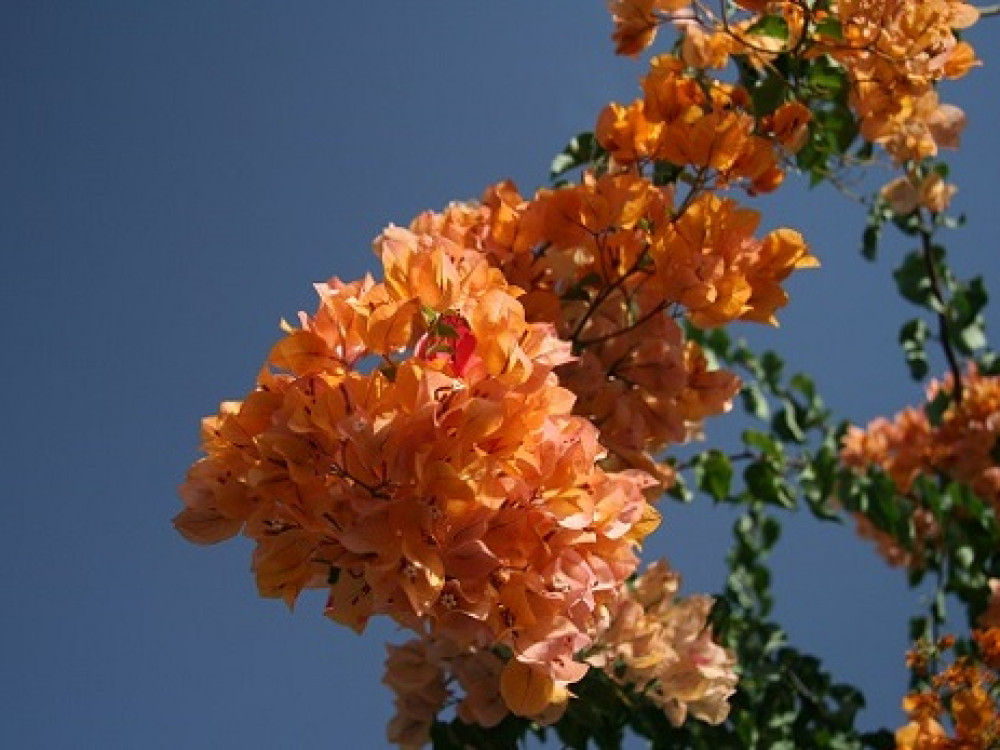 Bloemenpracht