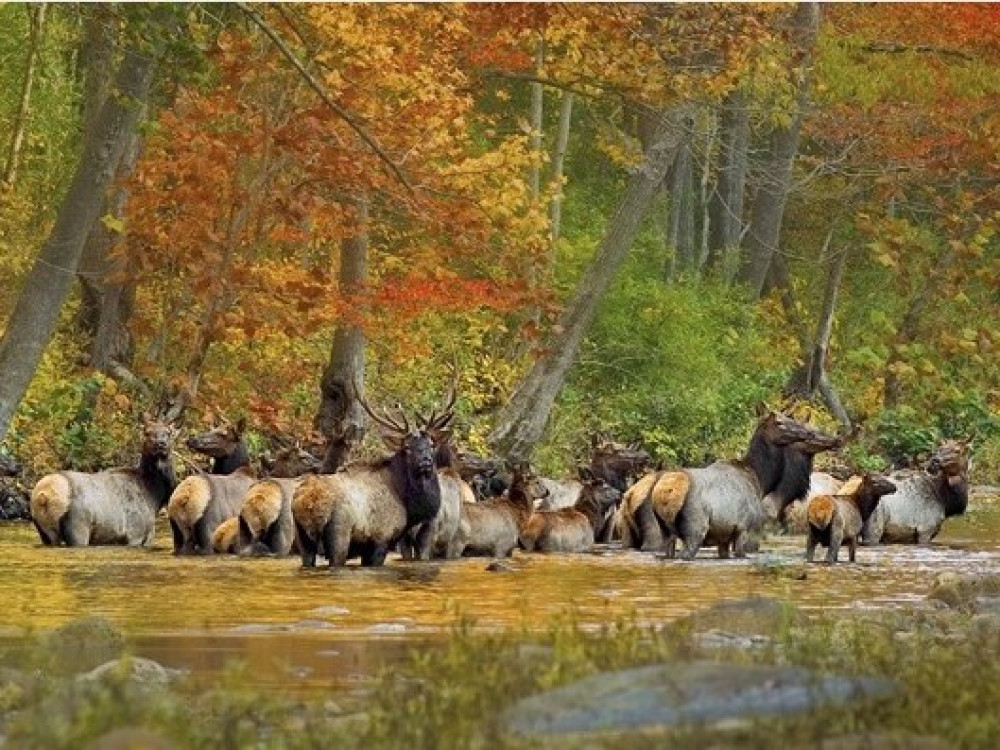 Elanden in Arkansas