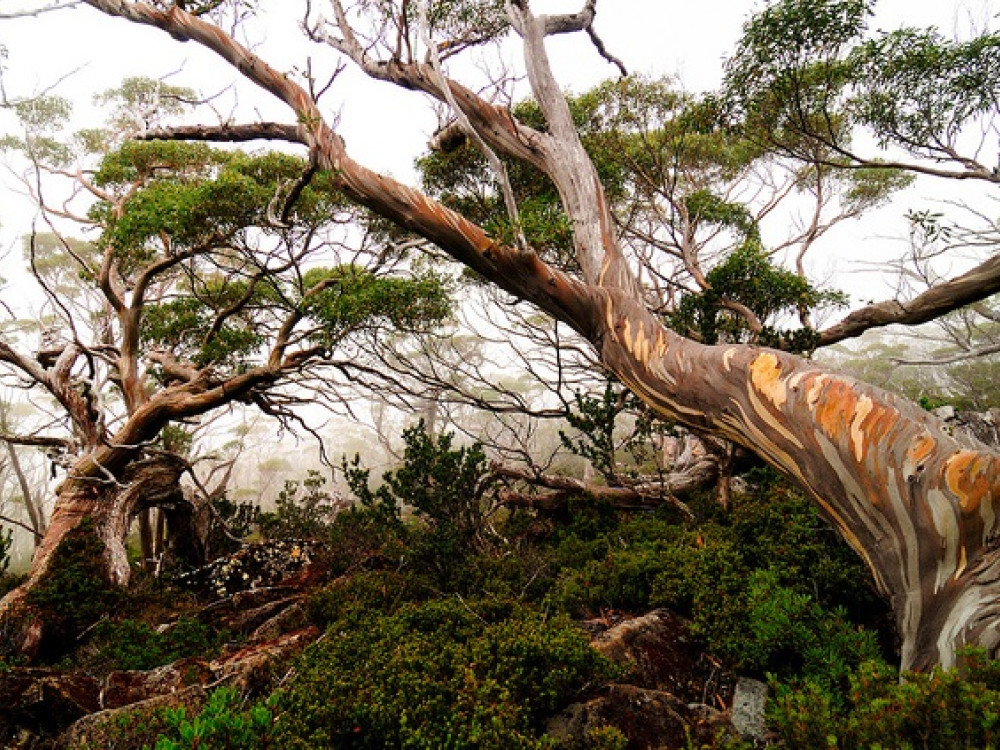 Mount Field National Park