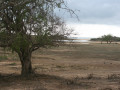 Open vlakte