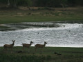 Wildlife
