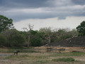 Safari Yala